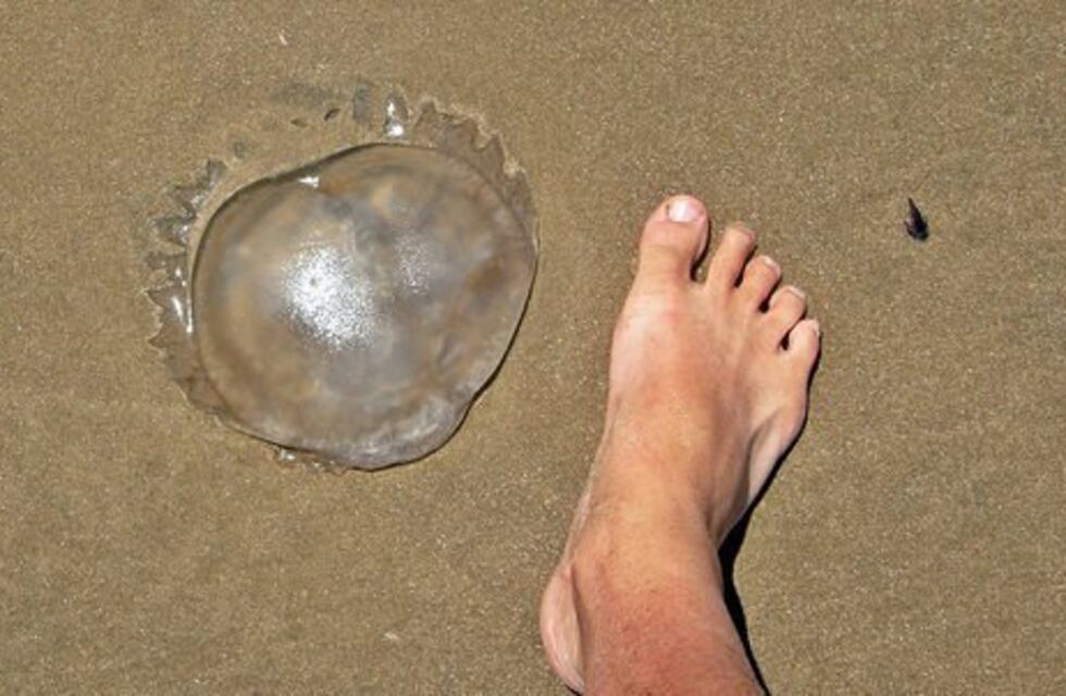 Inusual aparición de “aguas vivas” en un arroyo de Colonia Aurora