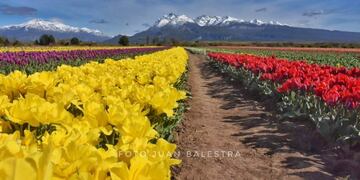 tulipanes Trevelin
