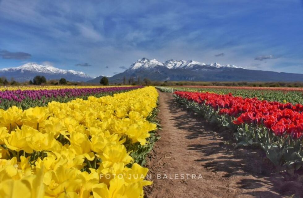 Susana Giménez compartió una imagen en sus redes sociales del campo de tulipanes