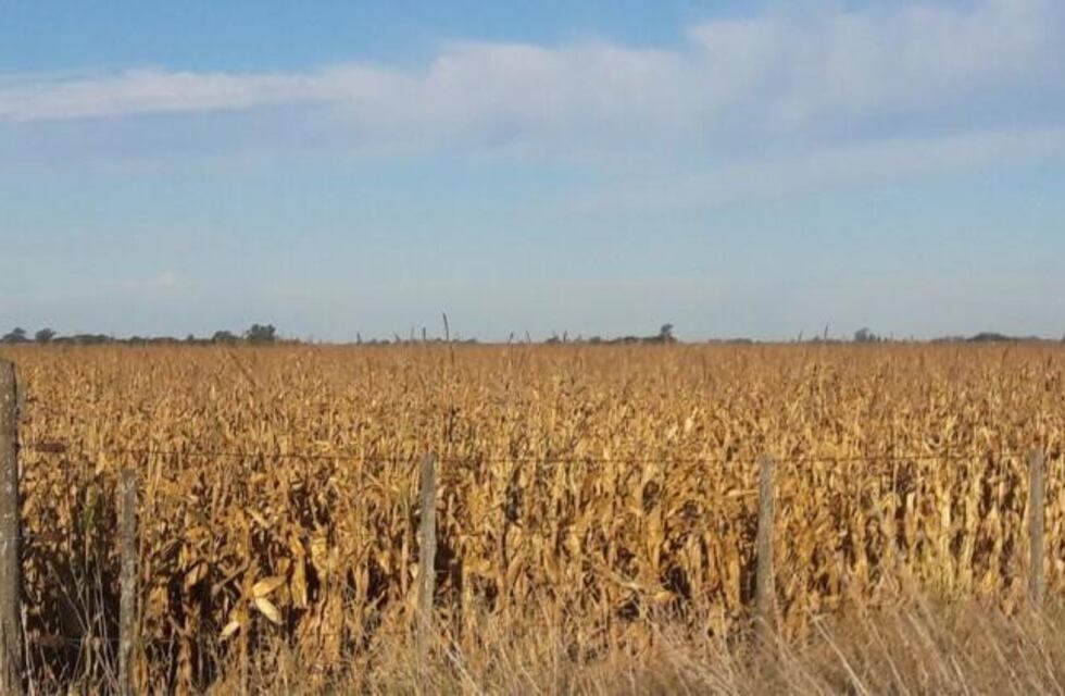 Sequía en Córdoba: cuatro millones de hectáreas afectadas