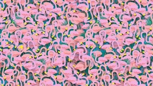 Este viral te va a volver loco: ¿dónde está la bailarina?