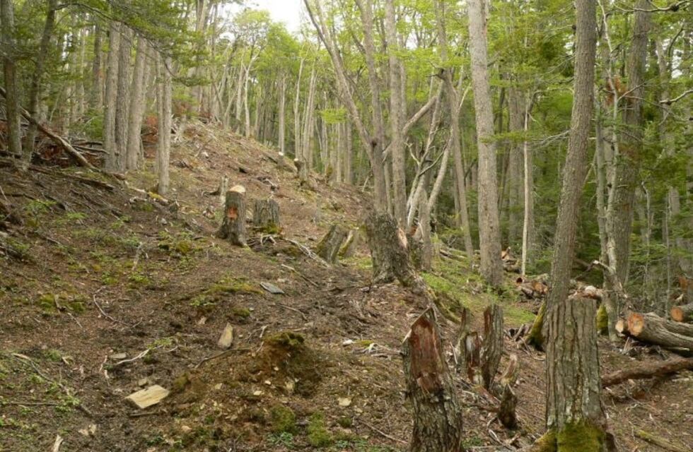 Un Tribunal confirma la primera condena en Argentina por tala ilegal de árboles