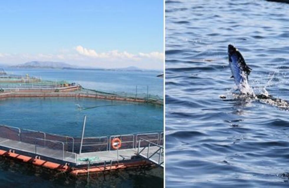 Se aprobó la instalación de salmoneras en el mar argentino
