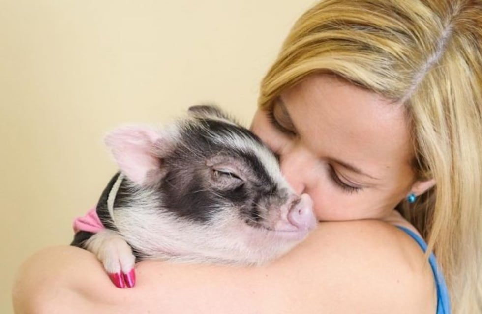 ¿Un cerdo como mascota?: los "mini pig" ya son furor entre los argentinos