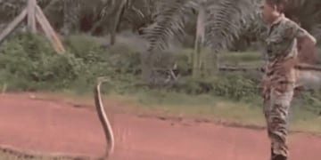 Un soldado malasio reduce a una cobra con un solo dedo\u002E