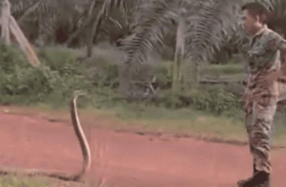 Un soldado malasio redujo a una cobra con un solo dedo