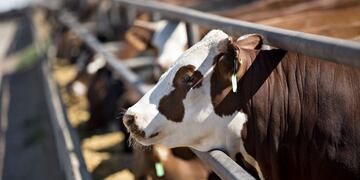 Las jornadas se llevarán a cabo en la localidad de Pincén\u002E