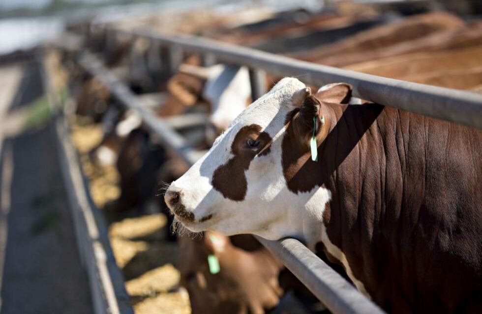Pincén será sede de una jornada ganadera para los productores del sur de la provincia
