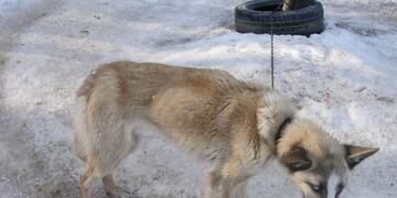 Maltrato Animal en Valle de Lobos - Ushuaia