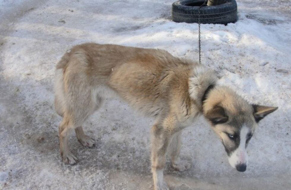 Fiscal pide que el caso de Walter Cayo por maltrato animal pase a juicio oral y público