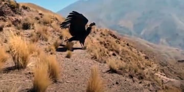 Liberaron al cóndor rescatado con signos de intoxicación (YouTube)