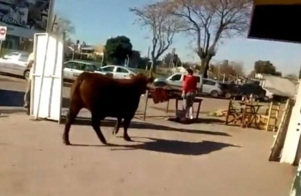 Malvinas Argentinas: un toro se escapó de un matadero y atacó a los vecinos