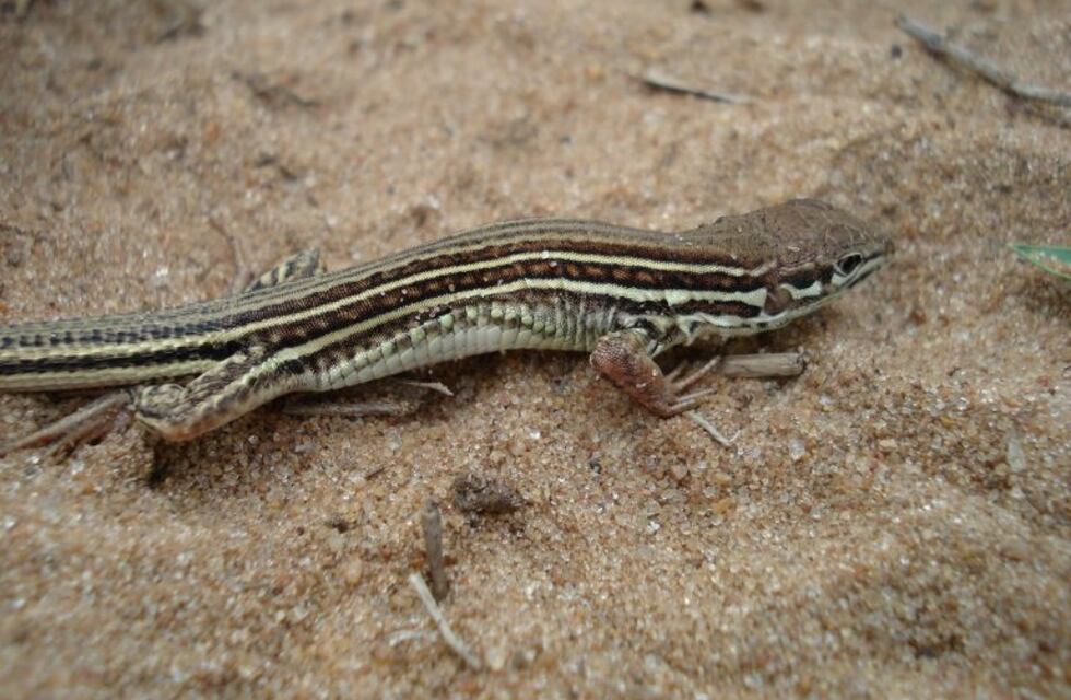 Hallan nuevas especies de lagartos en Corrientes