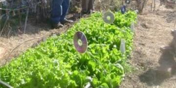 Huerta agroecológicas\u002E