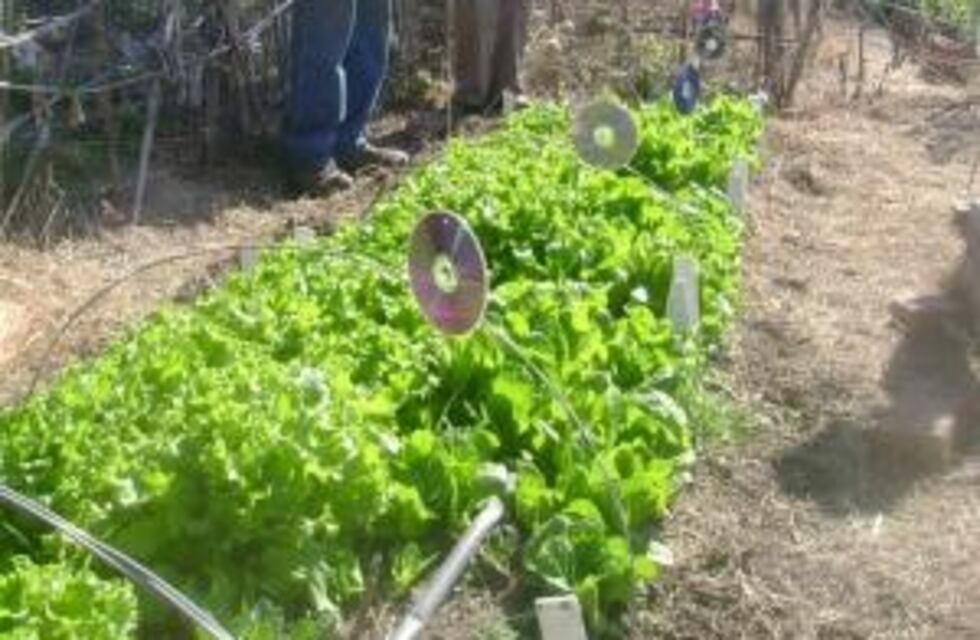 INTI dictará charlas para crear huertas agroecológicas en Salsipuedes