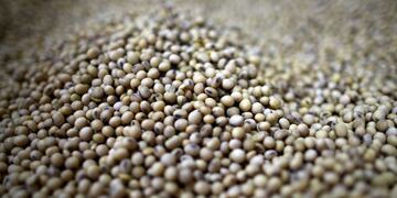 semillas de soja cosecha de soja
