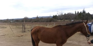 Secuestro de caballo, Anisacate