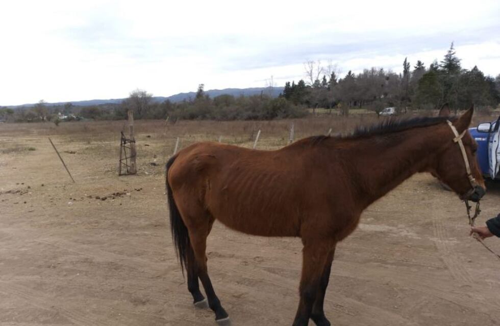 Caballos sueltos sobre la ruta que conecta José de la Quintana y Anisacate