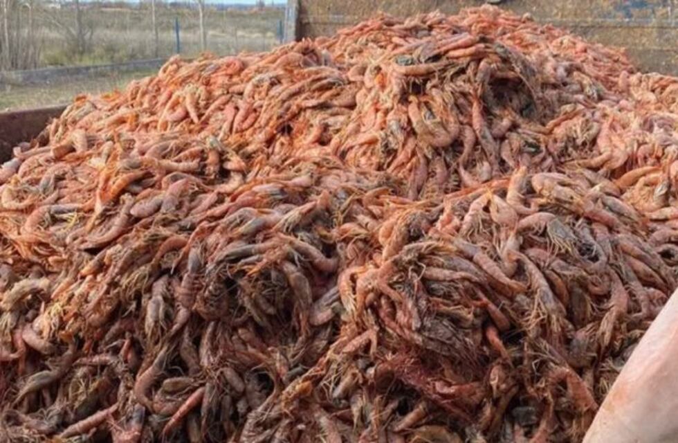 Por una protesta gremial, tiraron 500.000 kilos de langostinos a la basura