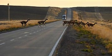 Si viajan por las rutas de Santa Cruz,cuidado con los guanacos