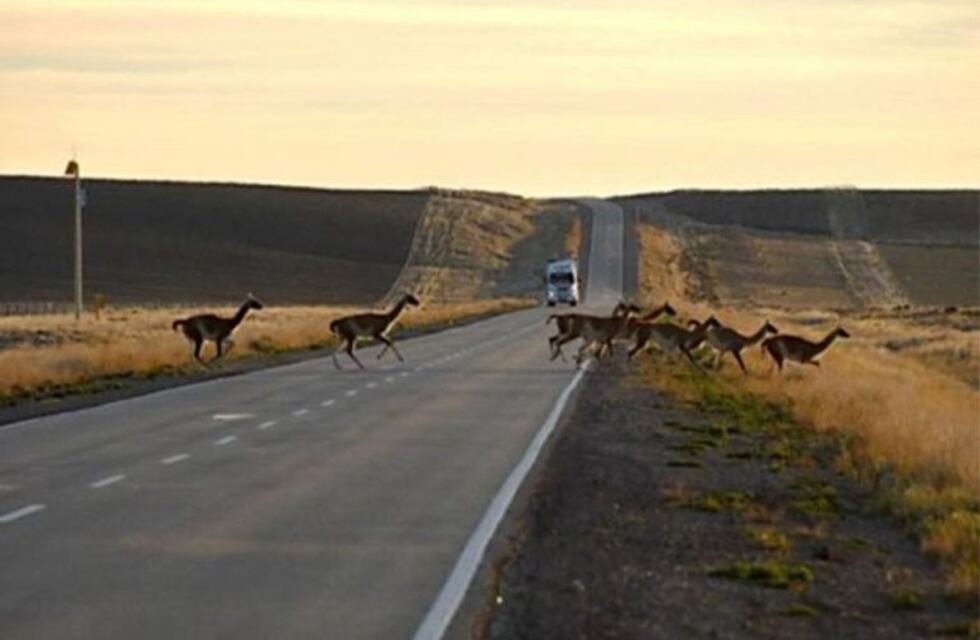 Si viajan por las rutas de Santa Cruz,cuidado con los guanacos
