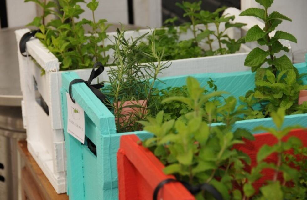 Río Ceballos: Presentan el Programa Municipal "Creciendo Huertas"