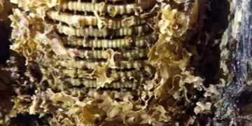 Puerto Rico conmemora el Día Municipal de la Meliponicultura y de las Abejas Nativas