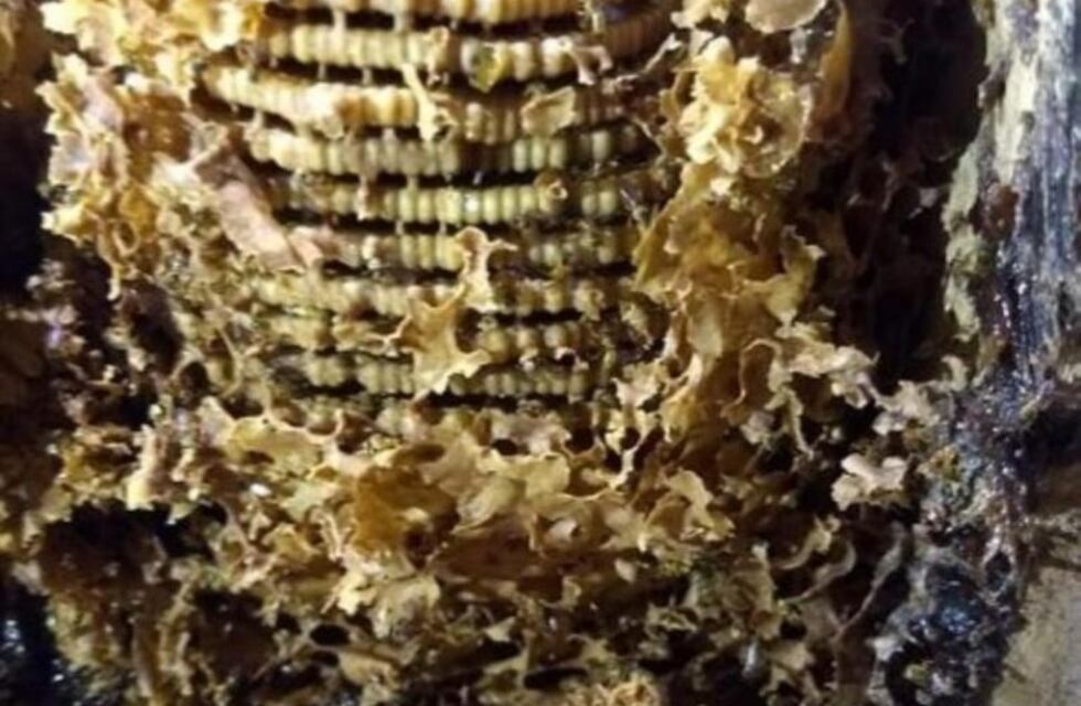 Puerto Rico conmemora el Día Municipal de la Meliponicultura y de las Abejas Nativas