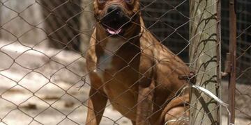 Campaña de concientización por los perros peligrosos