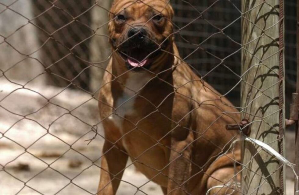 Campaña de concientización por los perros peligrosos