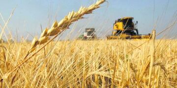 Buena campaña en la cosecha de trigo