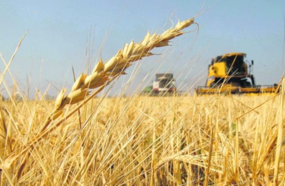 Cosecha de trigo: números finales de la campaña 2018/2019