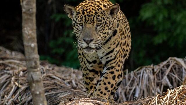 Inédito: cruzarán a dos yaguaretés para salvar la especie en extinción (Foto: Gentileza Rewilding Argentina)\u002E