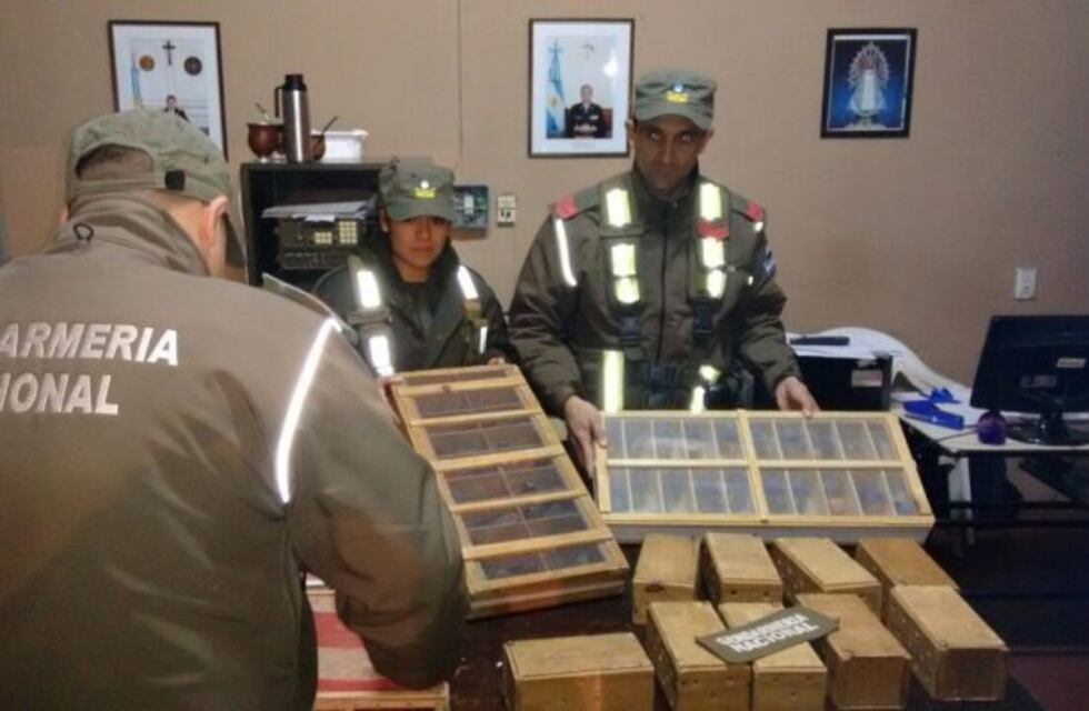 Contrabando de aves: en un bolso, dentro de un colectivo, llevaban 130 pájaros