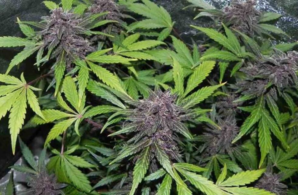 Desmantelan una plantación de marihuana en una aldea Mbyá en Iguazú