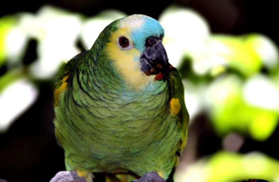 Recuerdan que está prohibido atrapar aves silvestres para tenerlas de mascota