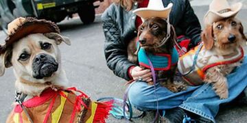 Desfile de Mascotas\u002E (Web)