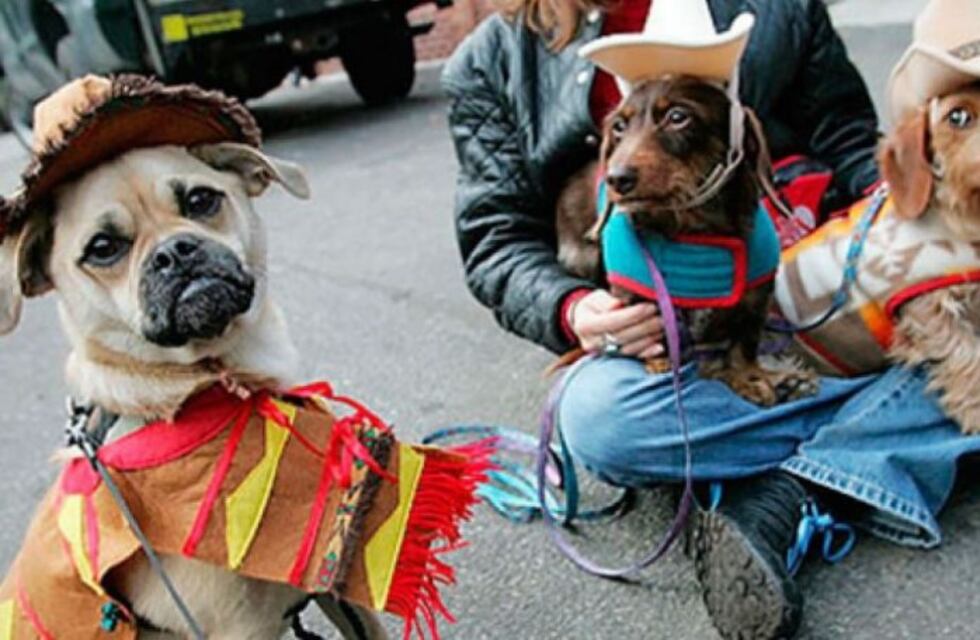 Una tarde de mascotas: habrá un desfile, talleres, vacunas y premios