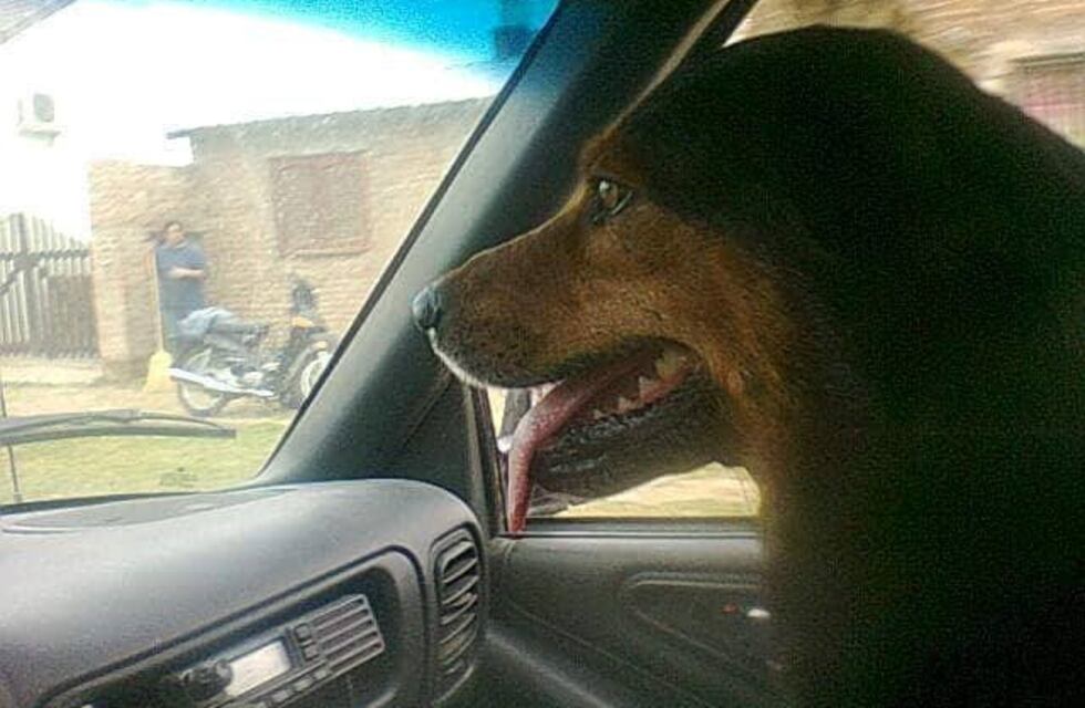 ¿Llegará? el tierno deseo del dueño de Rocko, el perro que se hizo famoso en Santa Fe