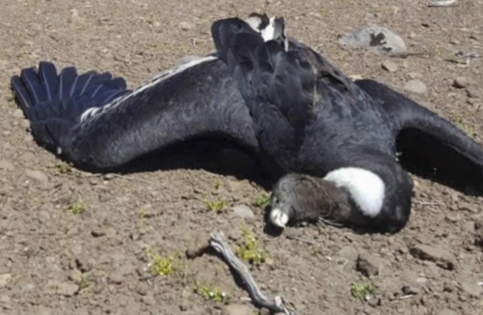 Río Turbio : encuentran cóndor muerto