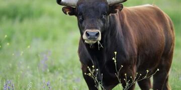 (Foto Ilustrativa: Toro)