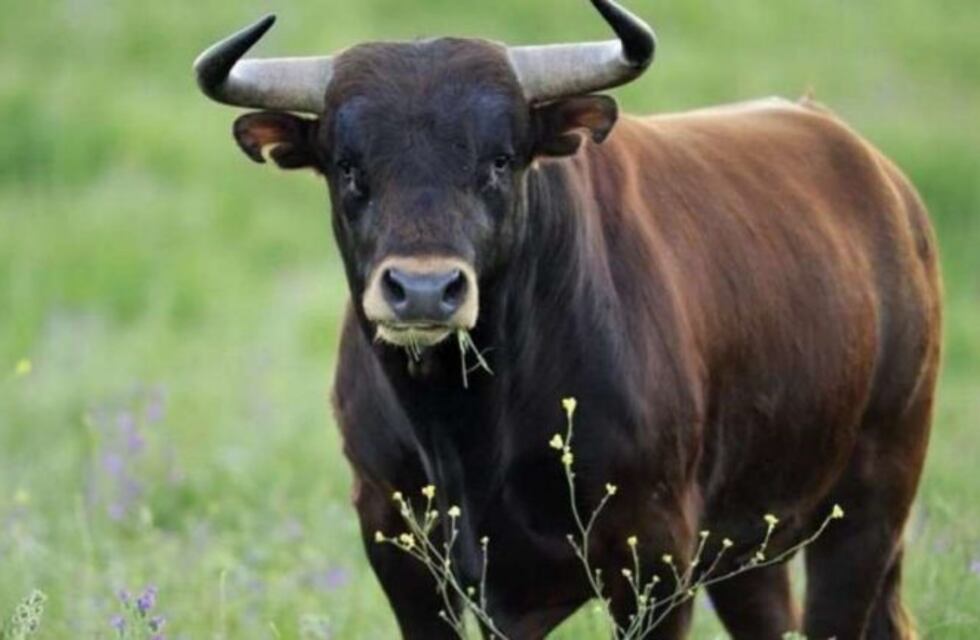 Tomó "viagra para toros" y fue operado de urgencia después de tres días de erección