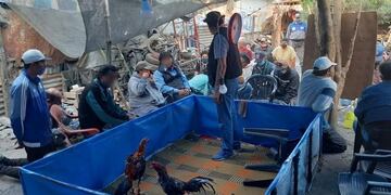 Riña de Gallos\u002E