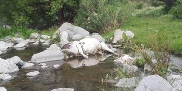 Aparecieron varios animales muertos en el río El Tala (Foto: El Ancasti)