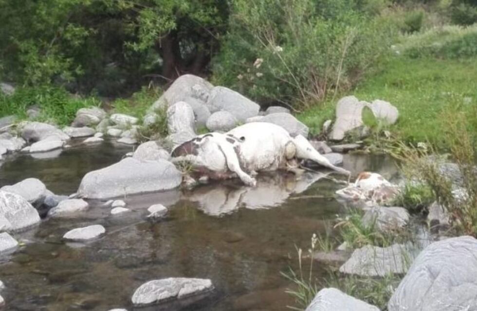 Aparecieron animales muertos en el río El Tala
