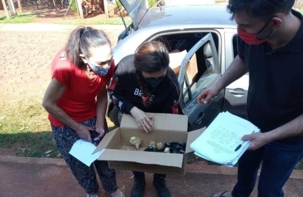 Promueven la cría de pollos camperos para autoconsumo y venta de huevos