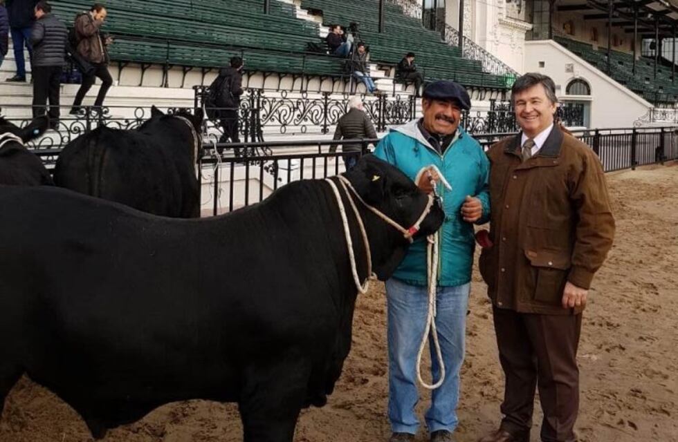 Ingresó el primer toro a la 133° Exposición Rural y lo bautizaron "Apollo"