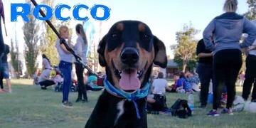 Patitas de Perro y sus consejos sobre adopción responsable en Córdoba\u002E (Patitas de Perro)
