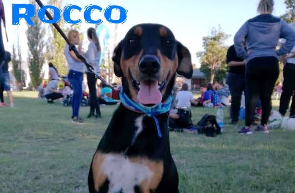 Adopción responsable de mascotas: todo lo que hay que saber