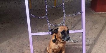 Perro abandonado atado a un juego de plaza fue rescatado